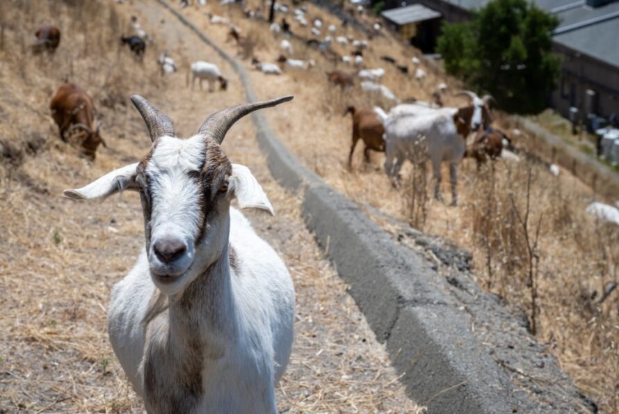 A herd of goats eat their way across a grassy hillside at Berkeley Lab.