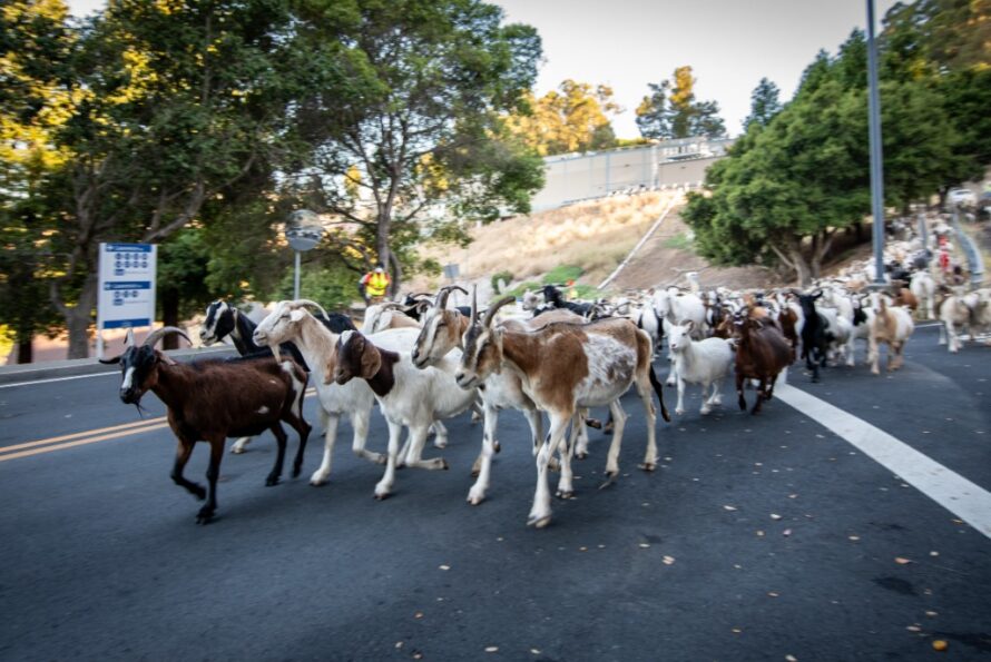 A herd of goats walk along a road at the Lab.