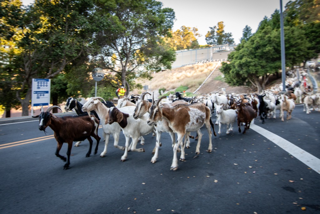 A herd of goats walk along a road at the Lab.
