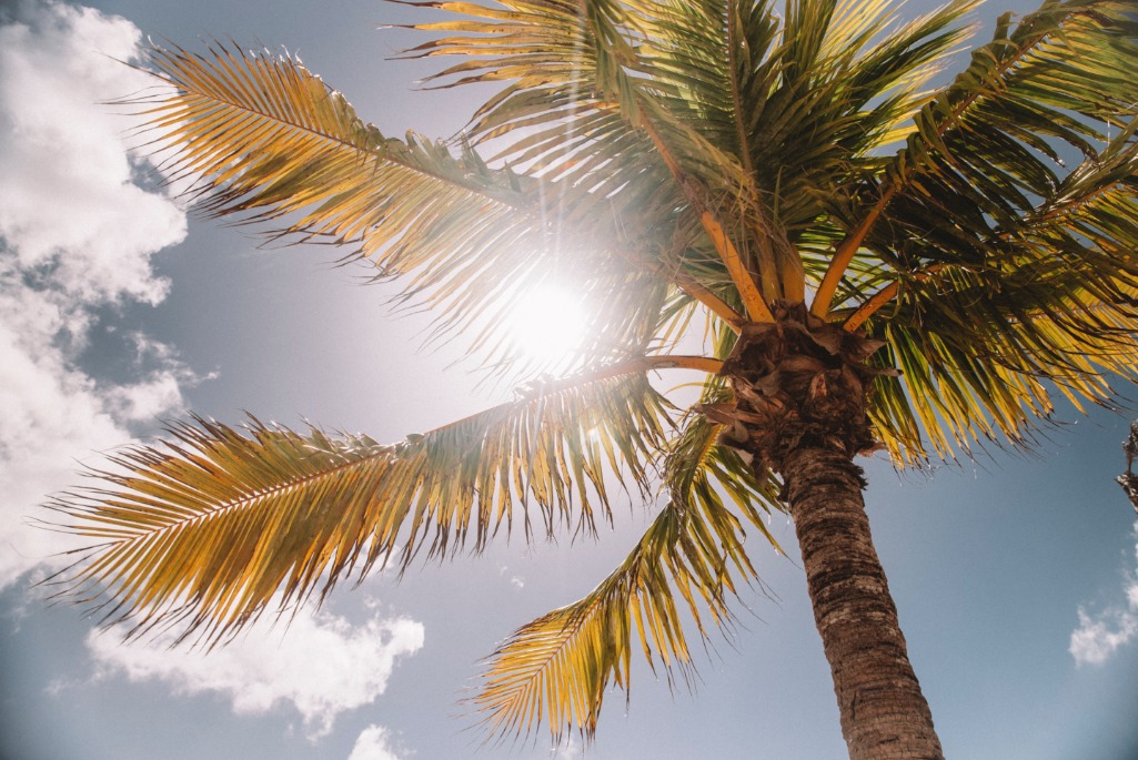 Palm tree in the sun.