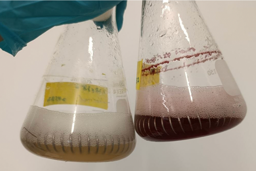 Closeup of two glass beakers being suspended by gloved hand: one partially filled with a yellow liquid, and the other with red liquid