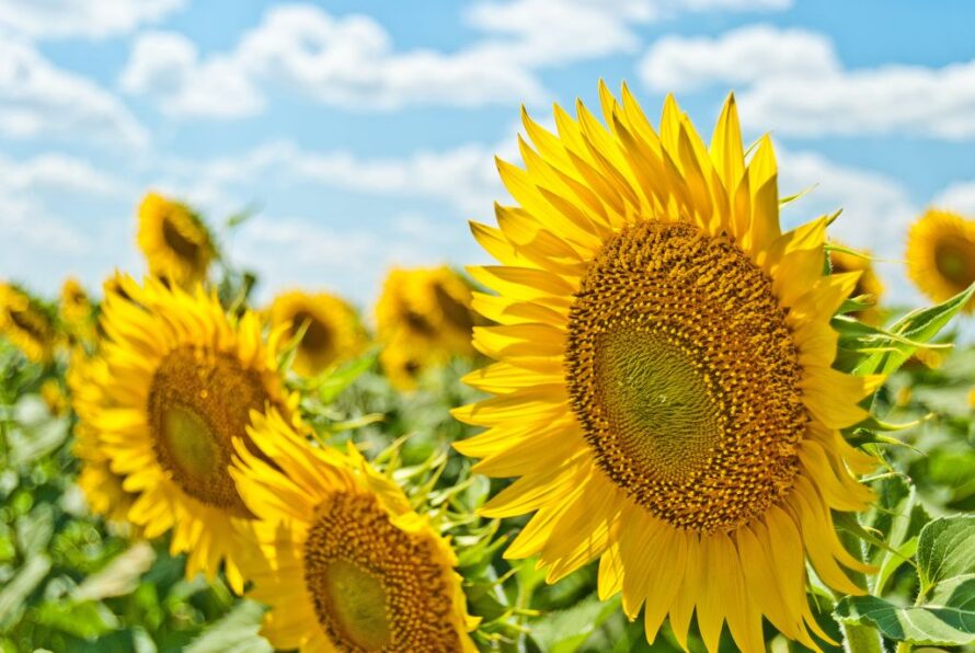 Closeup of yellow sunflowers in a field against a blue sky with puffy white clouds