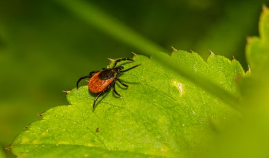Tick on a leaf.