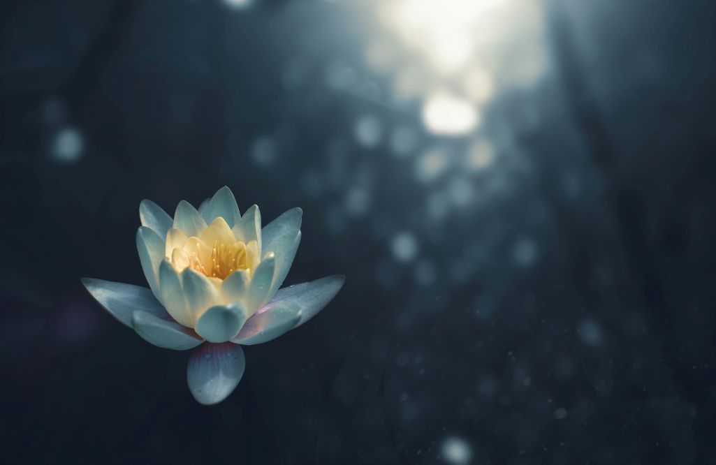 An open white lotus flower with yellow center against a blurred dark blue background.