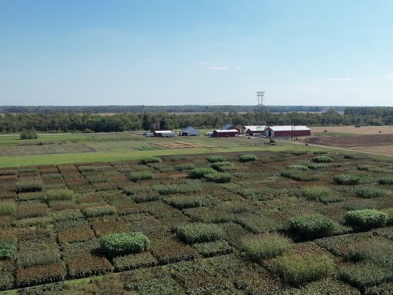 An open field with green square patches of sorghum protruding from soil.
