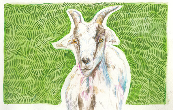 Line drawing of goat head