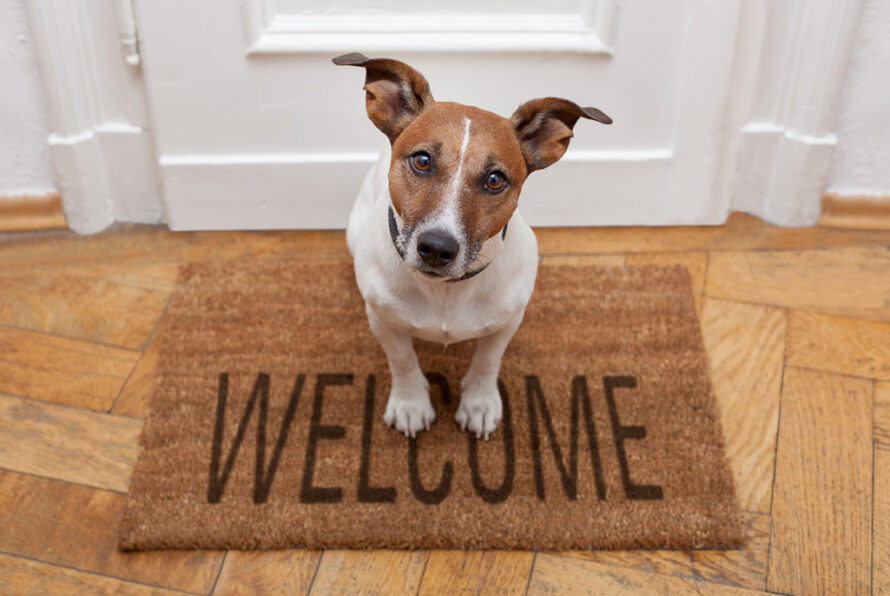 Small dog looking up at camera on brown welcome mat